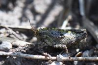 Tetrix undulata