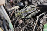 Tetrix undulata