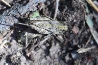 Tetrix undulata