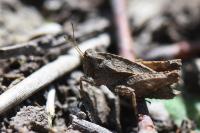 Tetrix undulata