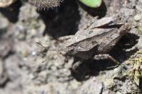 Tetrix undulata