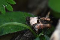 Tetrix undulata