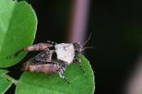 Tetrix undulata