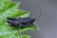Tetrix undulata