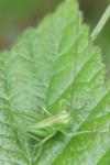 Tettigonia viridissima