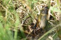 Gryllus campestris
