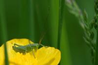 Tettigonia viridissima