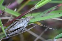 Tetrix undulata