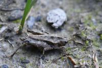 Tetrix undulata