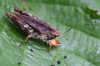 Tetrix undulata