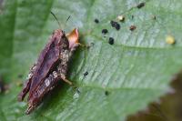 Tetrix undulata