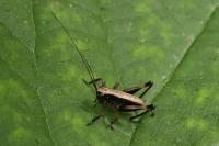 Pholidoptera griseoaptera