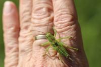 Tettigonia viridissima