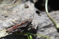 Tetrix undulata
