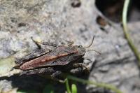 Tetrix undulata
