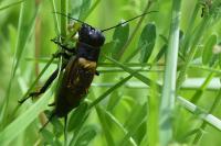 Gryllus campestris