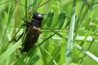 Gryllus campestris