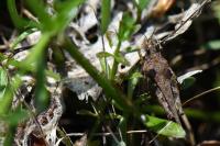 Tetrix ceperoi