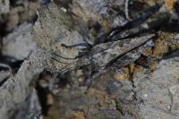 Tetrix undulata