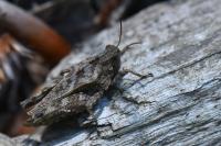 Tetrix undulata