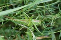 Tettigonia viridissima