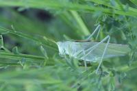 Tettigonia viridissima
