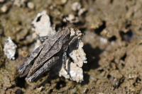 Tetrix undulata