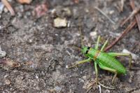 Ephippiger diurnus