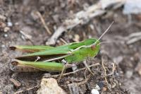 Stenobothrus lineatus