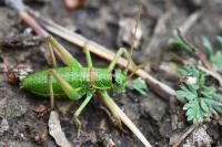 Ephippiger diurnus