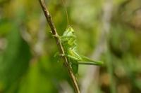 Tettigonia viridissima
