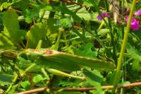 Tettigonia viridissima