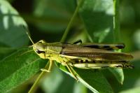 Stethophyma grossum