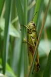 Stethophyma grossum