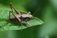 Pholidoptera griseoaptera