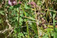 Tettigonia viridissima