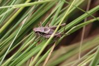 Pholidoptera griseoaptera