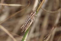 Chorthippus