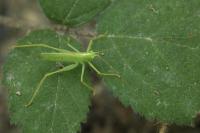 Meconema thalassinum