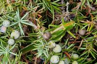 Tettigonia viridissima