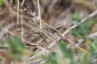 Platycleis albopunctata
