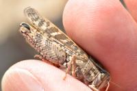 Calliptamus italicus