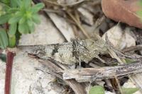 Oedipoda caerulescens
