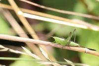 Conocephalus fuscus