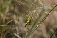 Stethophyma grossum