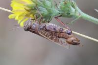 Calliptamus italicus