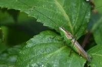 Conocephalus fuscus