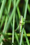 Conocephalus fuscus