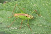 Leptophyes punctatissima