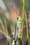 Stethophyma grossum